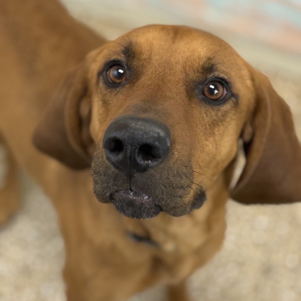 Doc, an adoptable Coonhound in Cheyenne, WY, 82007 | Photo Image 1