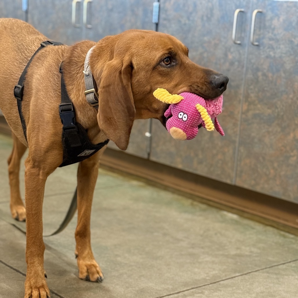 Doc, an adoptable Coonhound in Cheyenne, WY, 82007 | Photo Image 2
