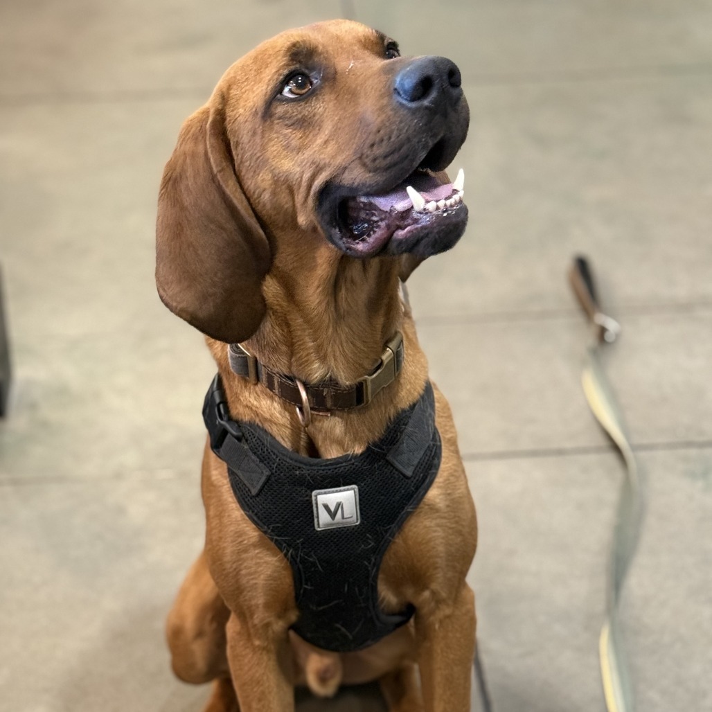 Doc, an adoptable Coonhound in Cheyenne, WY, 82007 | Photo Image 3