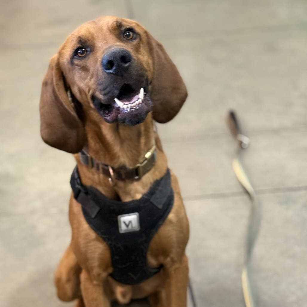 Doc, an adoptable Coonhound in Cheyenne, WY, 82007 | Photo Image 4