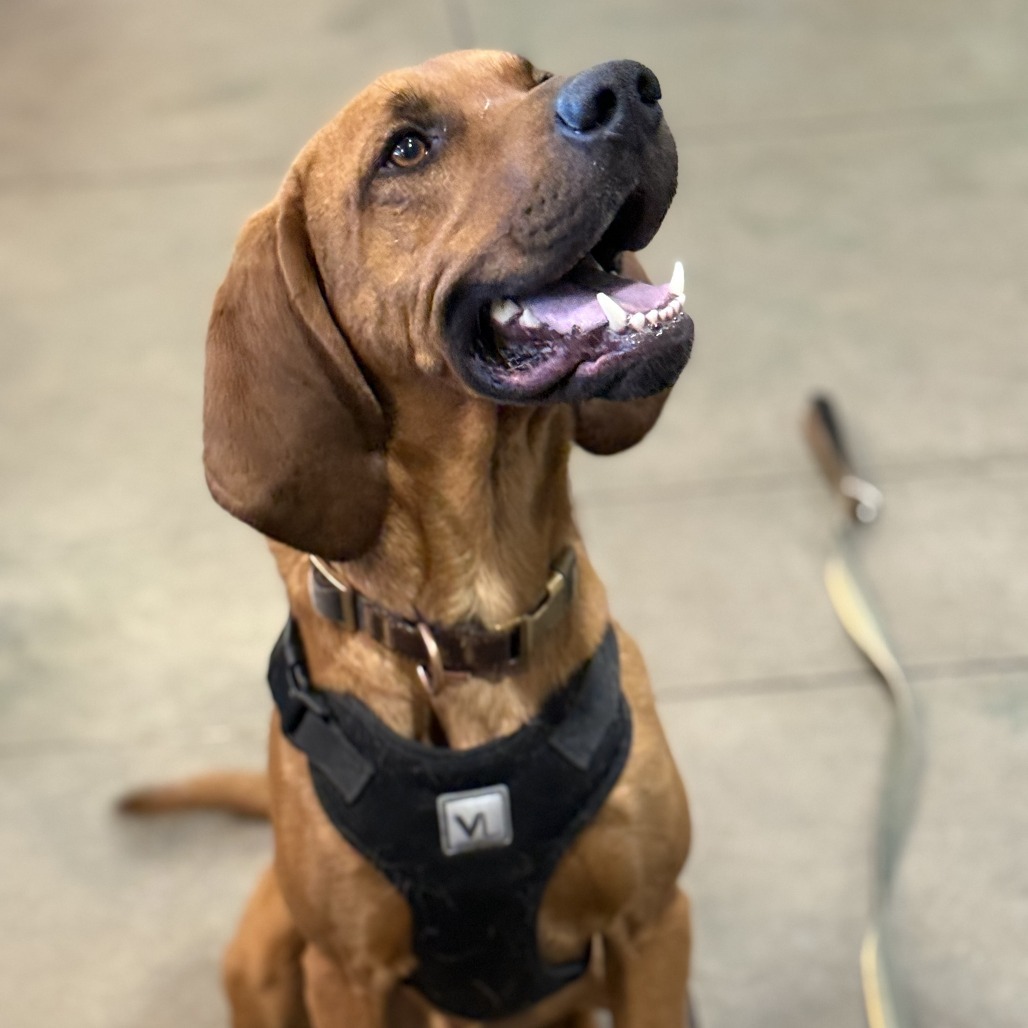 Doc, an adoptable Coonhound in Cheyenne, WY, 82007 | Photo Image 6