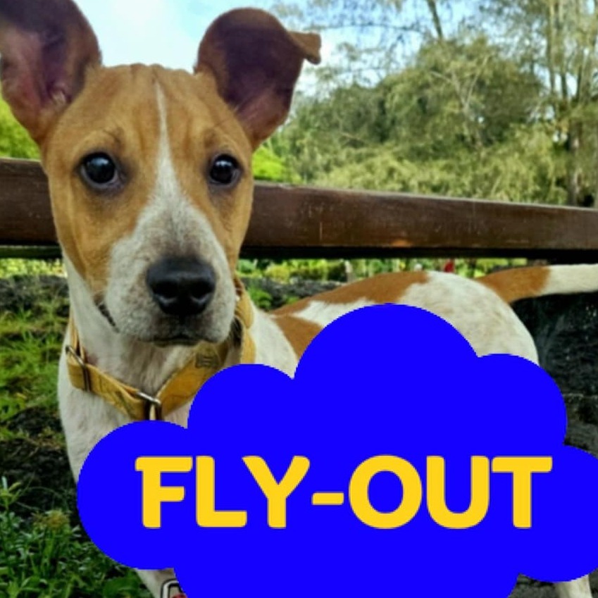 Dakota, an adoptable Mixed Breed in Volcano, HI, 96785 | Photo Image 1