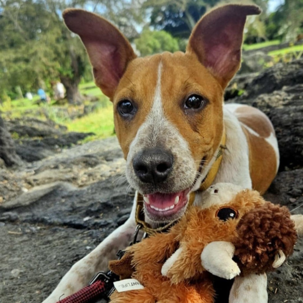 Dakota, an adoptable Mixed Breed in Volcano, HI, 96785 | Photo Image 2