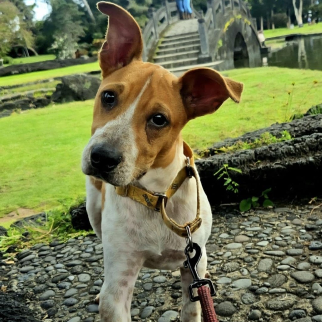 Dakota, an adoptable Mixed Breed in Volcano, HI, 96785 | Photo Image 3