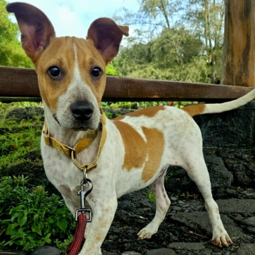 Dakota, an adoptable Mixed Breed in Volcano, HI, 96785 | Photo Image 4