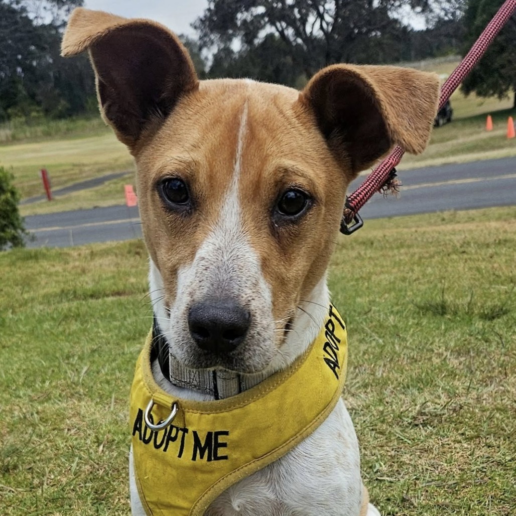 Dakota, an adoptable Mixed Breed in Volcano, HI, 96785 | Photo Image 5