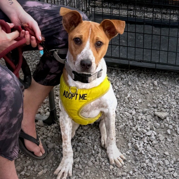 Dakota, an adoptable Mixed Breed in Volcano, HI, 96785 | Photo Image 6