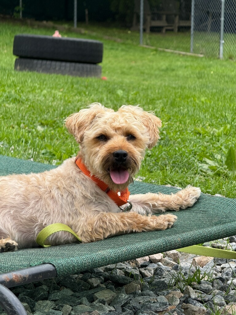 Phoebe