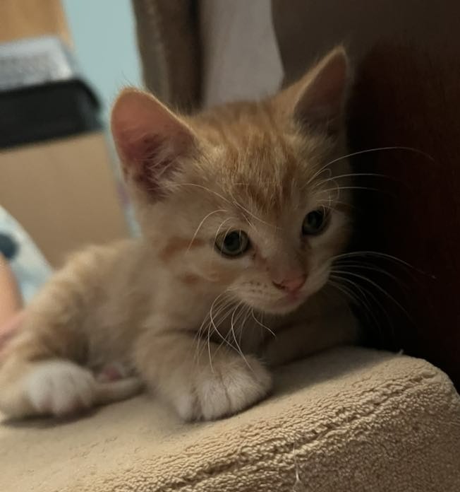 Basil