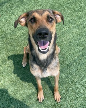 Willow, Adult Female German Shepherd Dog