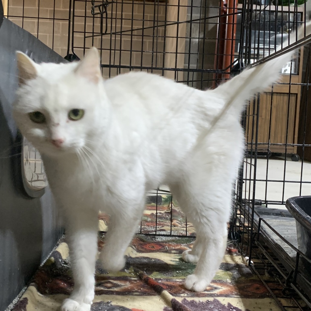 Lilly, an adoptable Domestic Short Hair in Grand Rapids, MN, 55744 | Photo Image 1