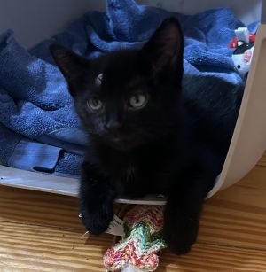 Looking for a bundle of joy wrapped in silky black fur Say hello to Veda Ray a playful little pant