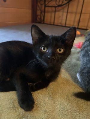 Looking for a bundle of joy wrapped in silky black fur Say hello to Veda Ray a playful little pant