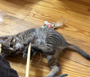 This is Hunter Calvin a beautiful brown tabby kitten with big soulful eyes and a tender heart He 