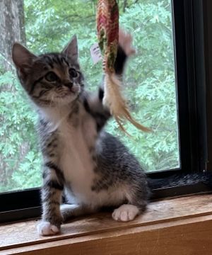 Introducing Sadie Lou a sweet gray tabby with a heart as soft as her fur and a purr that will
