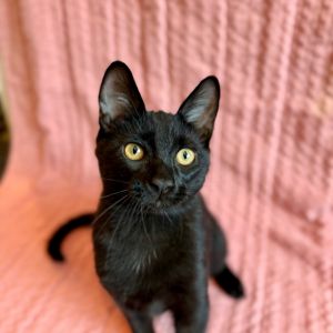 Felipe Domestic Short Hair Cat