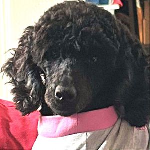 Cuddles is a gorgeous 3yr old poodle princess looking for a forever home She loves plushy toys and 