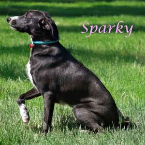 Sparky D25-077, Young Female Border Collie