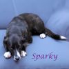 Sparky D25-077 photo 2