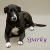 Sparky D25-077 photo 3
