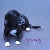 Sparky D25-077 photo 4