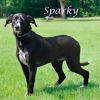 Sparky D25-077 photo 5