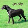 Sparky D25-077 photo 6