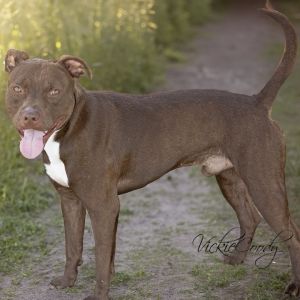 Iver, Adult Male unknown
