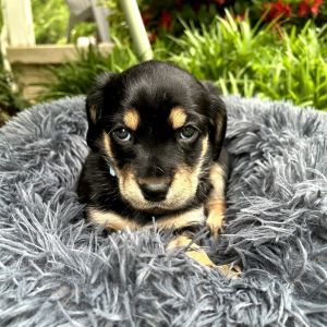 Magnolia, Baby Female Mixed Breed