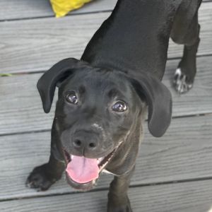 Peony, Baby Female Mixed Breed