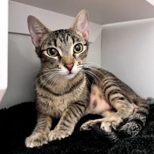 Quincy Jones is a gentle two-year-old who enjoys being around people and asking 