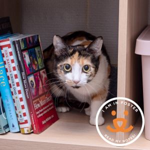 Garden is a 5-year old quiet sweet cat with a heart full of love When you walk