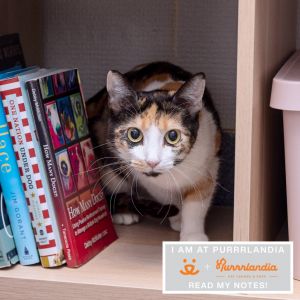 Garden is a 5-year old quiet sweet cat with a heart full of love When you walk through the door