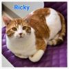 Ricky photo 5