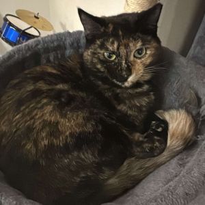 Zuma Day, Young Female Domestic Short Hair