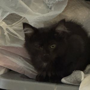 Schroedinger (#11), Baby Male Domestic Long Hair