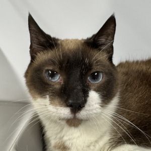 Kami is on site at our adoption center in SoHo Kami is a ten-year-old male This handsome guy has t
