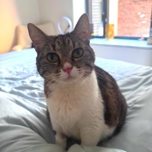Melon is on site at our adoption center in SoHo Melon is a six-year-old female Learn about her tim