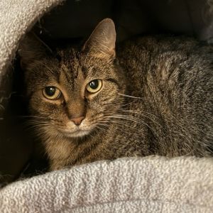 Moxy is currently in foster care and ready for adoption via our virtual process Moxy is a 6 12-yea