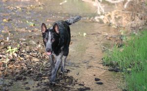 Cattle Dog mix female 3 years oldPosey is a three year old Cattle Dog mix She arrived at the shelt