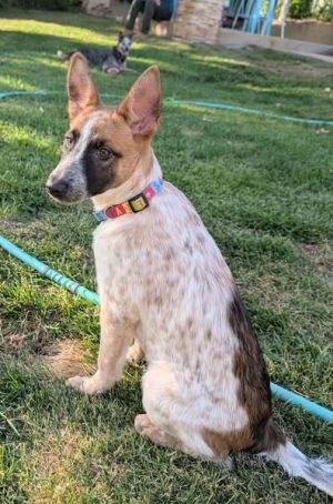 Cattle Dog mix female puppyWelcome Xena If you missed your chance with Wilma recently say hello t