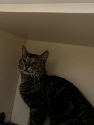 Danny, Adult Male Domestic Short Hair