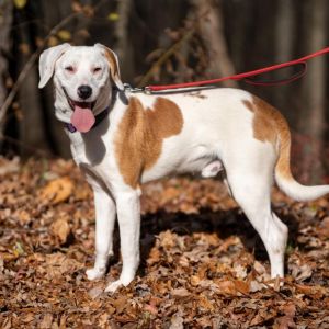Cosmo, Young Male Mixed Breed