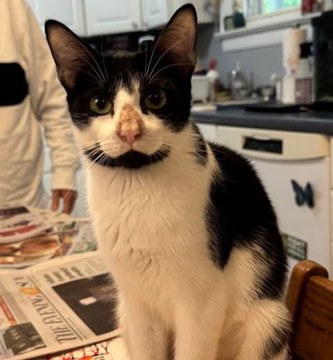 Ruthie (Foster Cat)