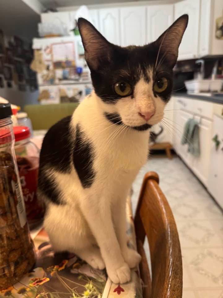 Ruthie (Foster Cat)