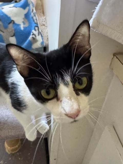 Ruthie (Foster Cat)