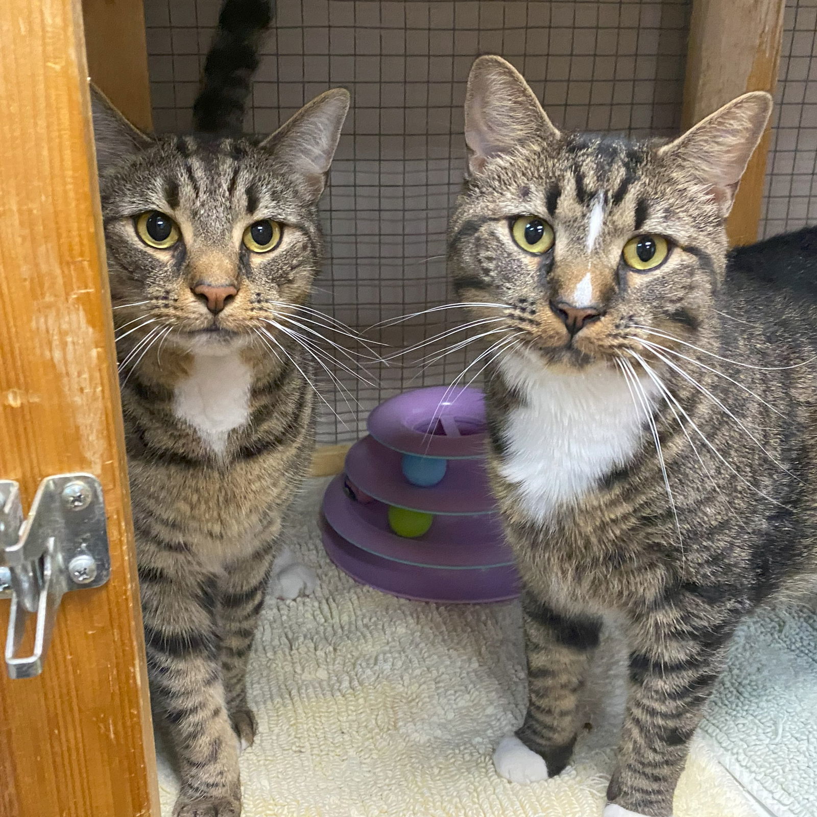 Walley and CT (Bonded)