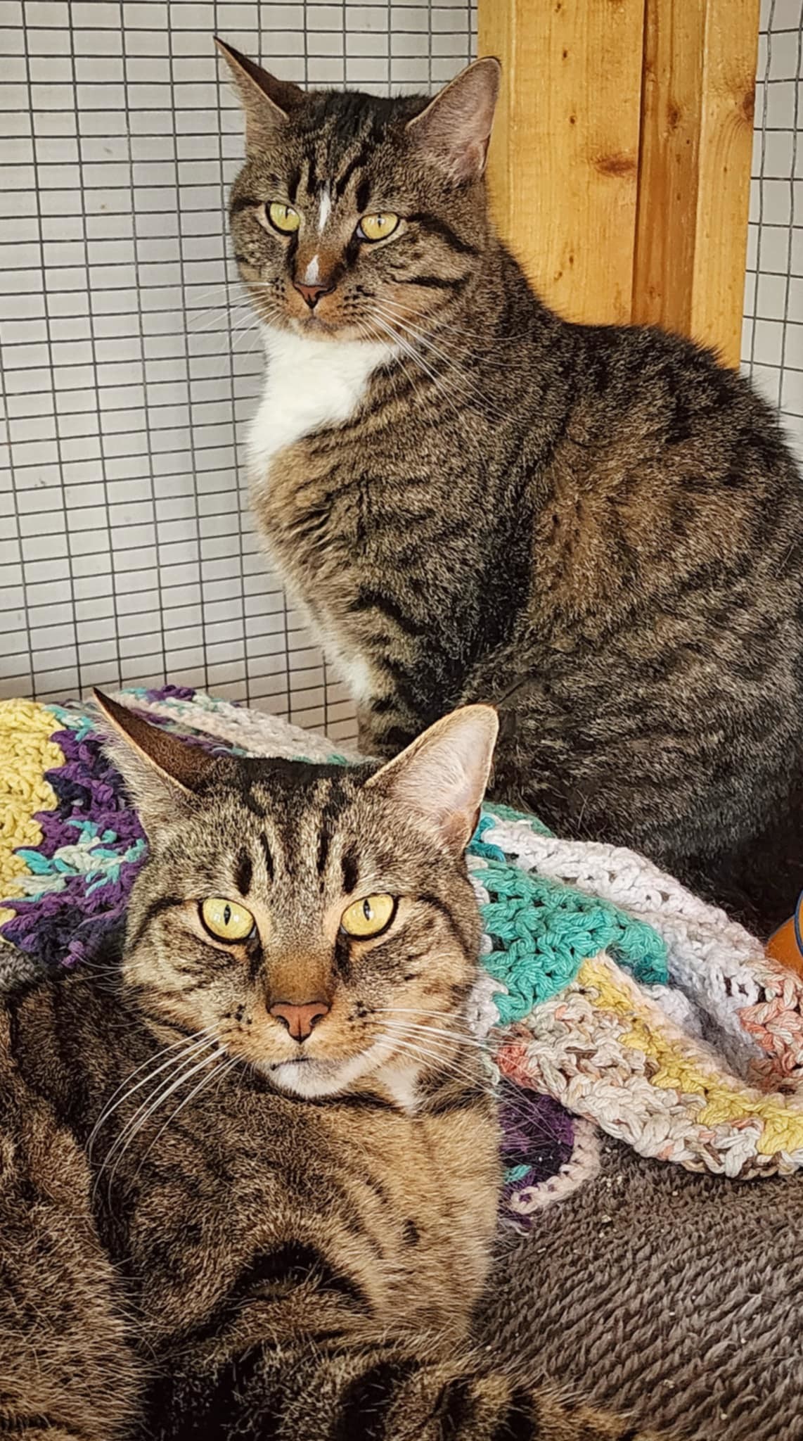 Walley and CT (Bonded)