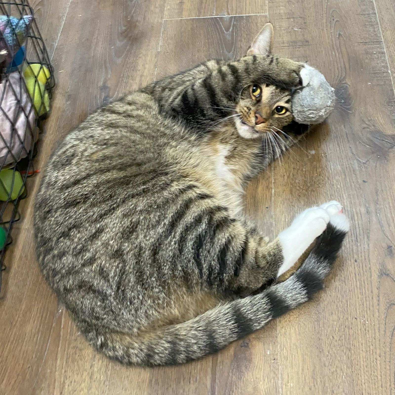 Walley and CT (Bonded)