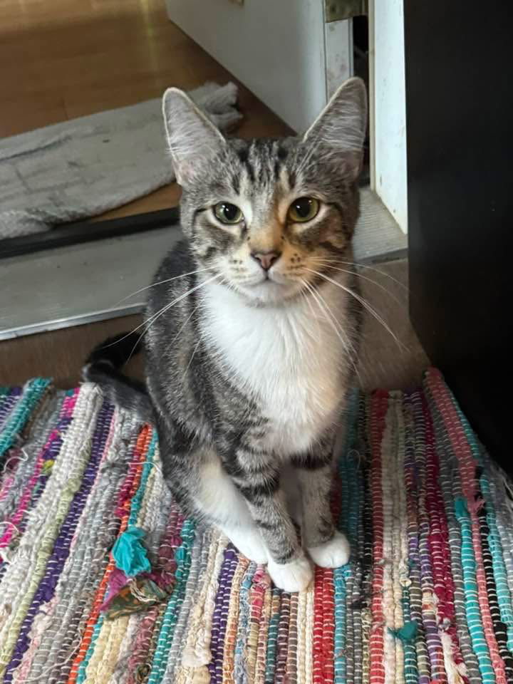 Foxy Girl (Foster Cat)